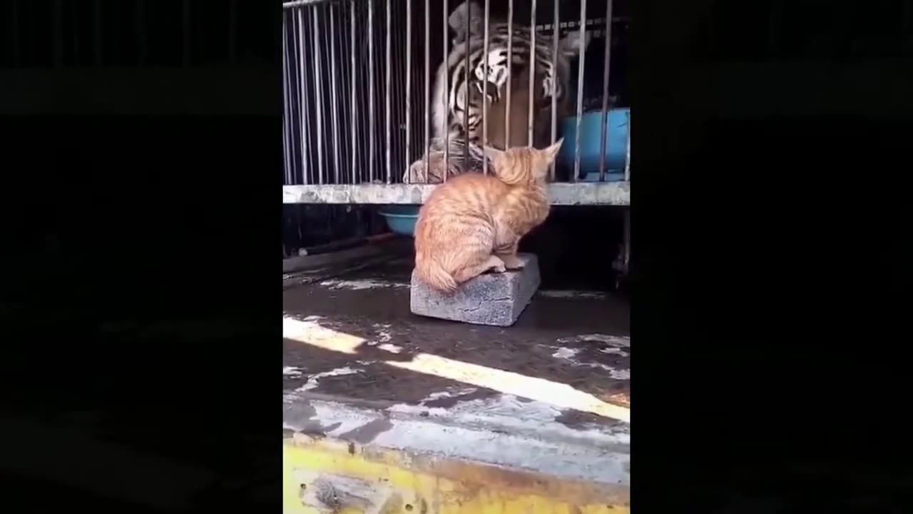 Funniest Cats And Dogs Videos Best Funny Animal Videos 2024
