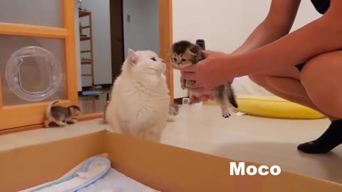 Funny cat videos. Funny animal videos