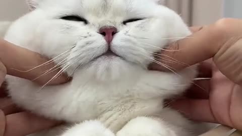 Cute🥰🥰#cat #kitty #kitten #pets #catsoftiktok #cute #foryou #fyp #cats