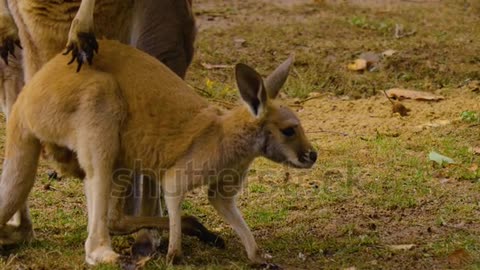 Close up of baby Kangaroo and mother on a meadow in autumn