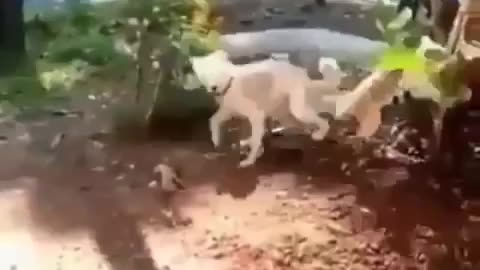 dog vs cat