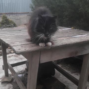 Cat Timofey on the street