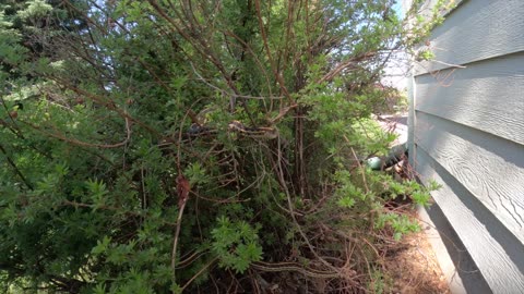 Snakes in the Bush
