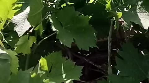 Beautiful view of raw grape tree