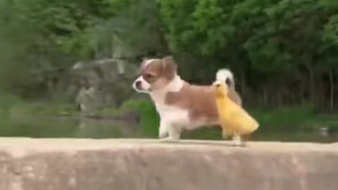 Dog friend chicken