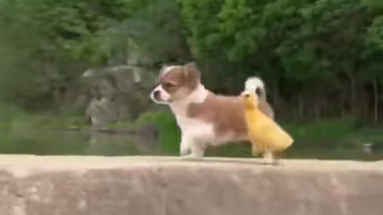 Dog friend chicken