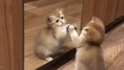 🙏❤️🎉🎉🎉🎊🎊🎊️SWEET AND FUNNY PETS SHOTS 🙏❤️❤️🎉🎉🎉🎊🎊🎊