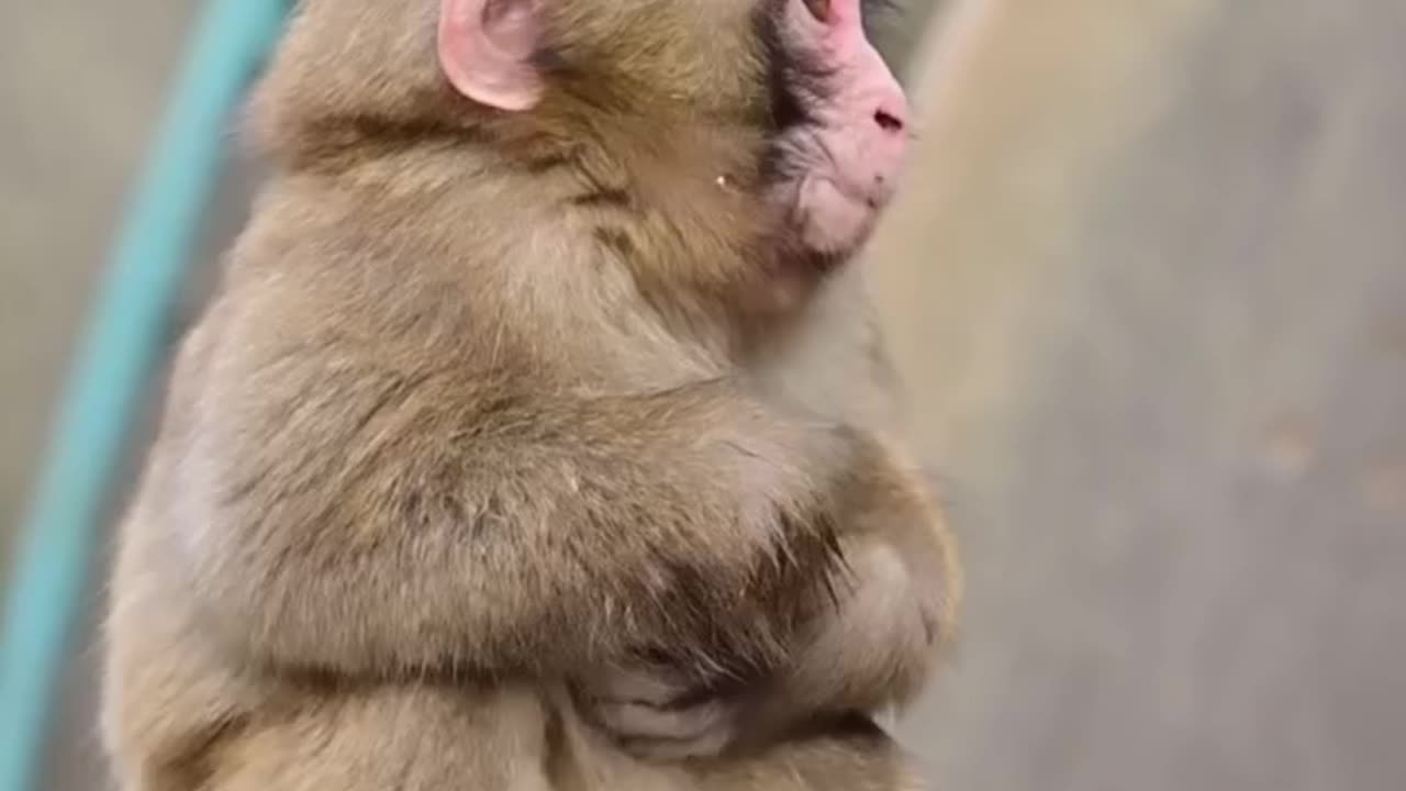 Cute Monkey Baby.