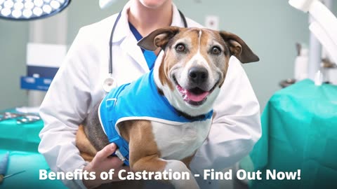 Podcast: Dog Castration: Everything You Need to Know.