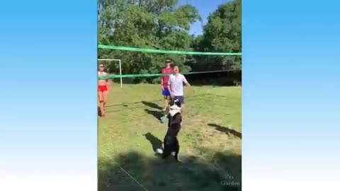 Dog can do volley funny animal