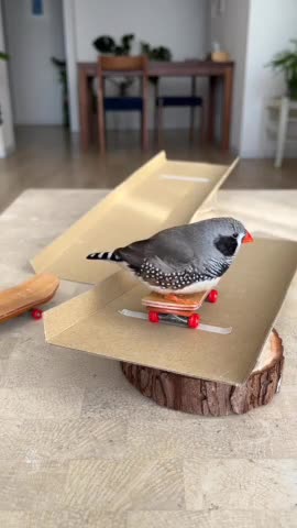 Mini playground for a little friend