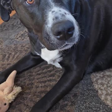 Max's New Plush Getting The Loves