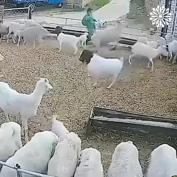 Funny moments captured on video