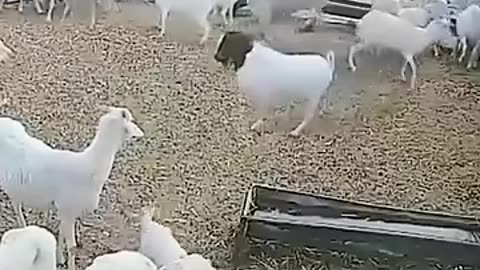 Funny moments captured on video