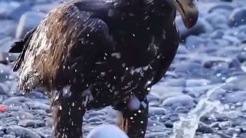 _eagle _attack _fypviralシ _amazing _foryou _nature _wildlife _grow _amazing