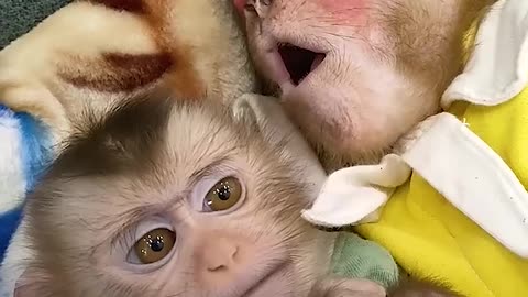 Kobi monkey covers brother with a blanket to sleep #cutemonkey #monkeysmart #monkeybaby