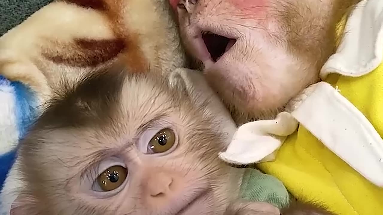 Kobi monkey covers brother with a blanket to sleep #cutemonkey #monkeysmart #monkeybaby