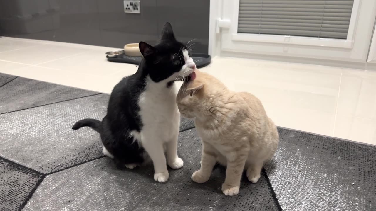 Kitten loves It when Cat Gives Him Attention