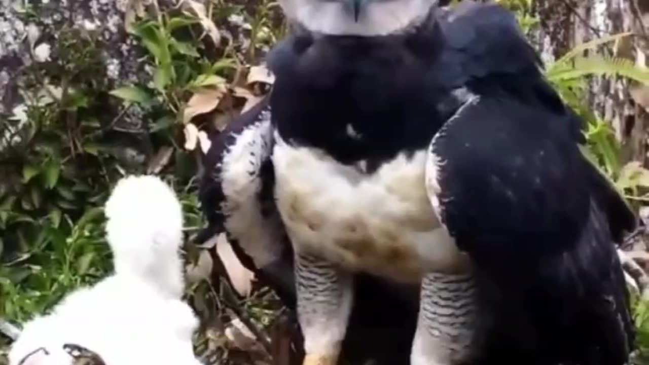 <> HARPY EAGLE <>