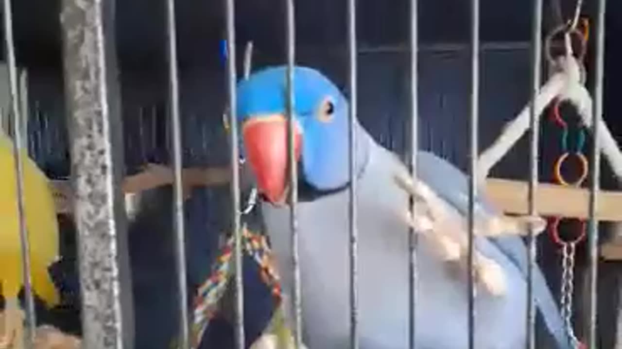 Parrot Says F$*k You And Peekaboo