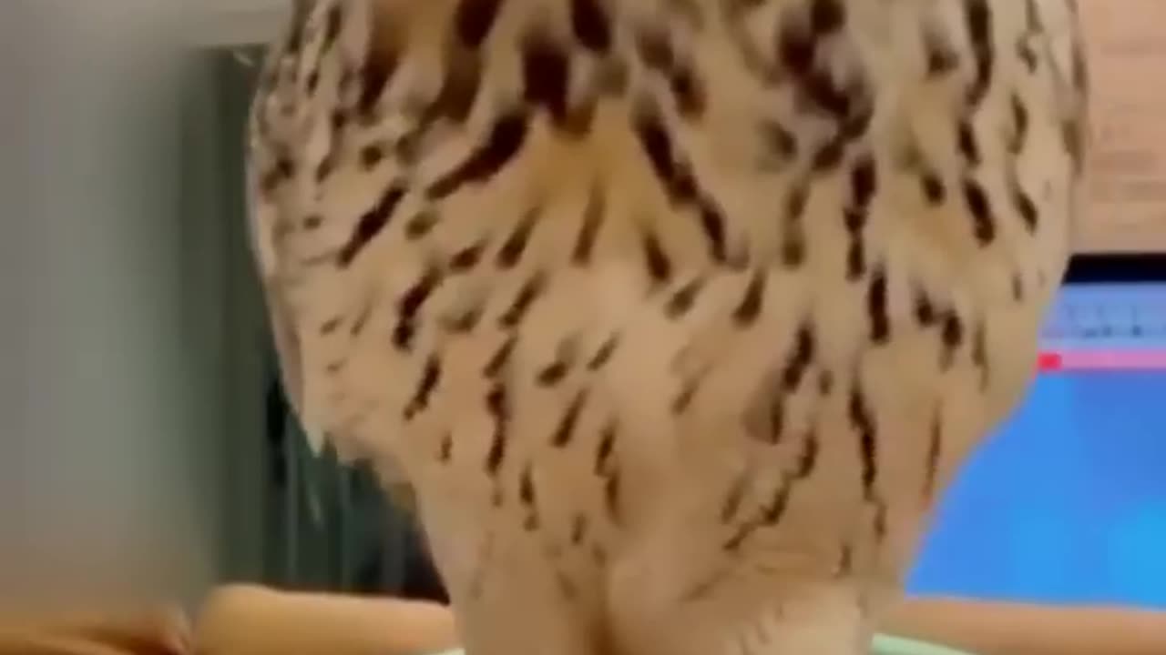 Funny Animals Compilation Part 2