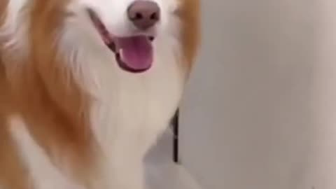 Dog Dancee