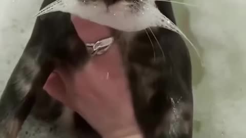 Fanny animal videos I found on Instagram and Tiktok #shorts #fannyanimals #cat #funnypets #funny