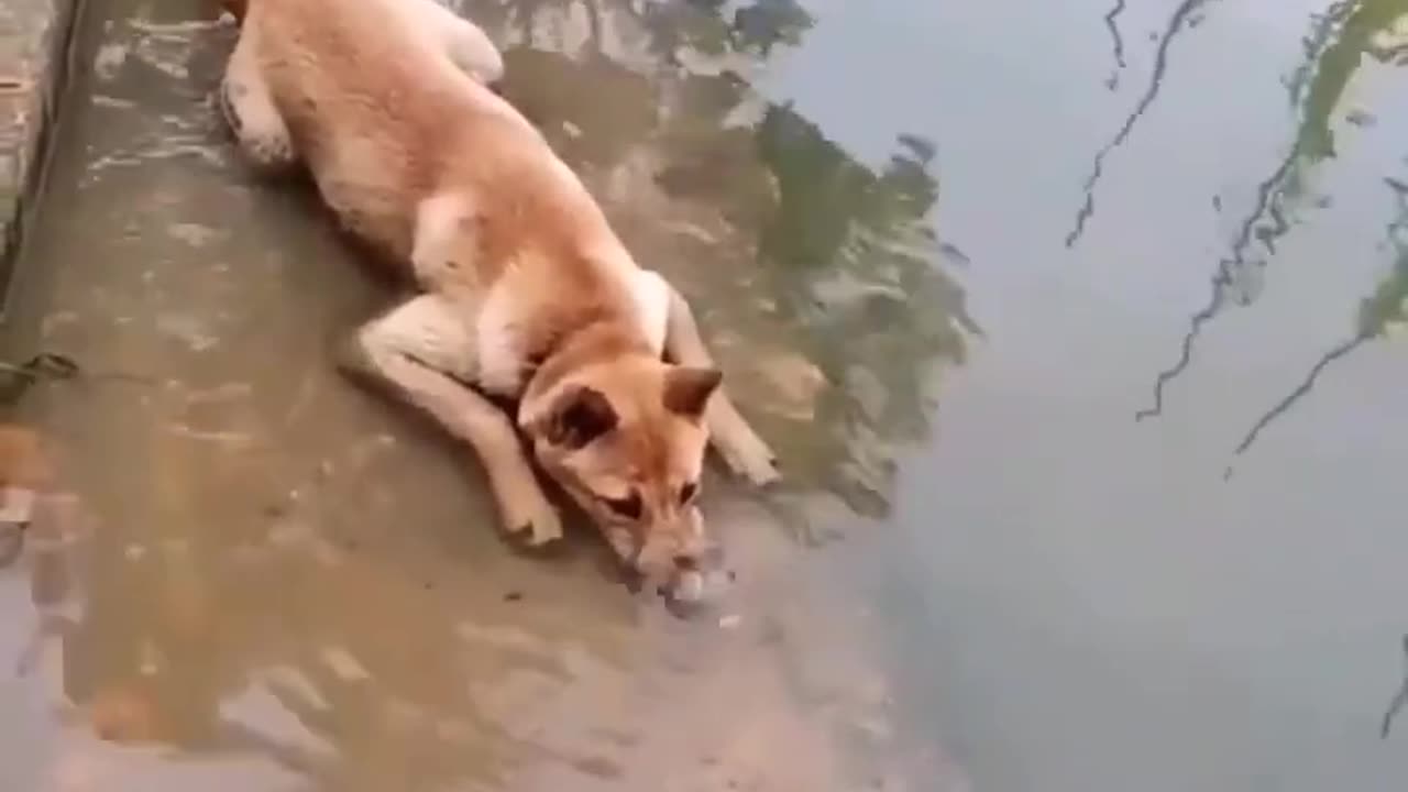 Dog Blowing Bubbles