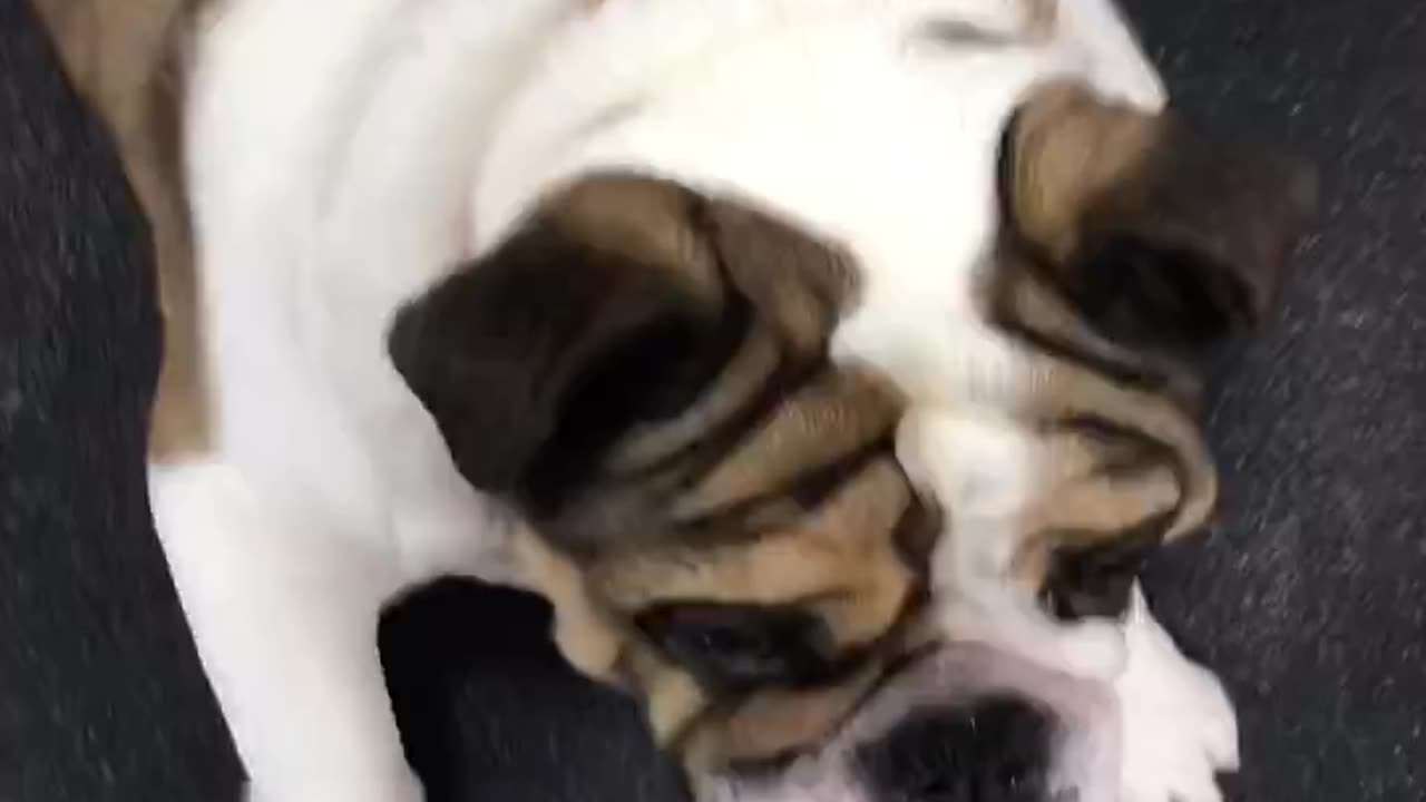 🙏❤🎉🎉🎉🎊🎊🎊️SWEET AND FUNNY ANIMALS SHOTS 🙏❤️❤️🎉🎉🎉🎊🎊🎊