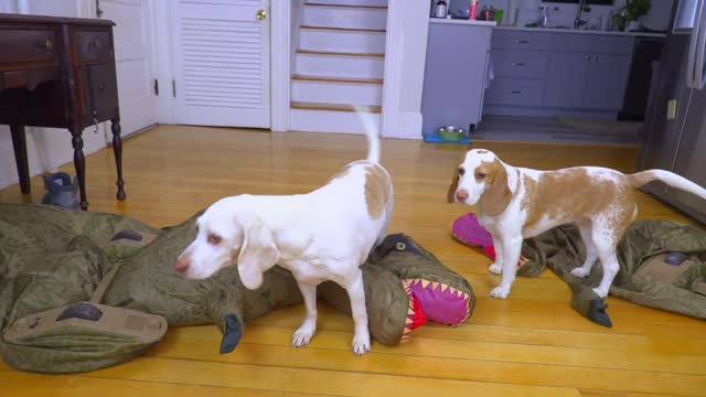 Dogs vs Giant Dinosaur Prank Funny Dog Maymo & Puppy Indie vs Dinosaurs Invasion!