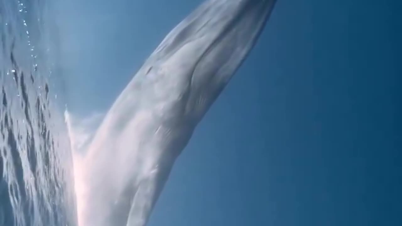 Blue whale can reach upto 100ft in length