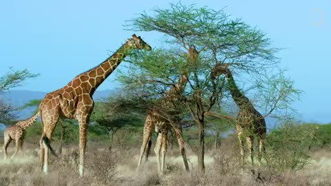 Giraffes 101 | Nat Geo Wild