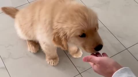 10 Week old Puppy Doing Tricks!