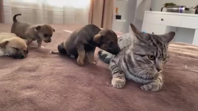 Funny Cat Reaction to Puppies [Kitty sees them for the First Time]