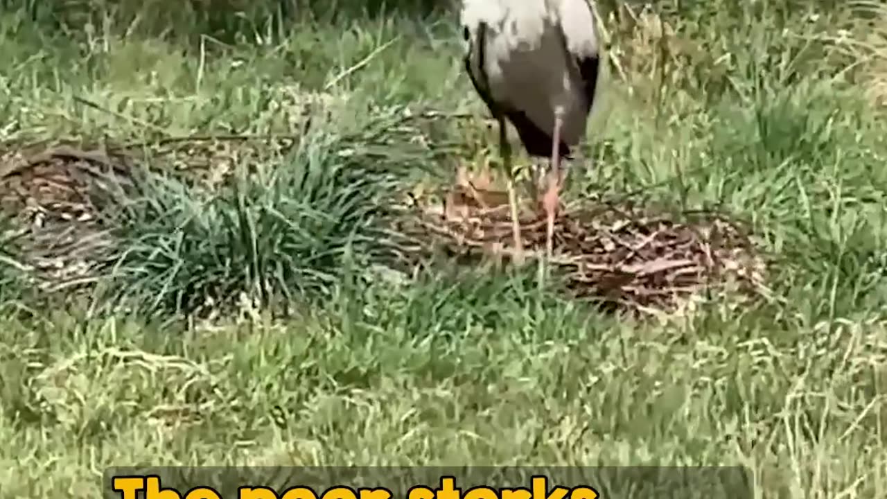 Firemen help a stork.