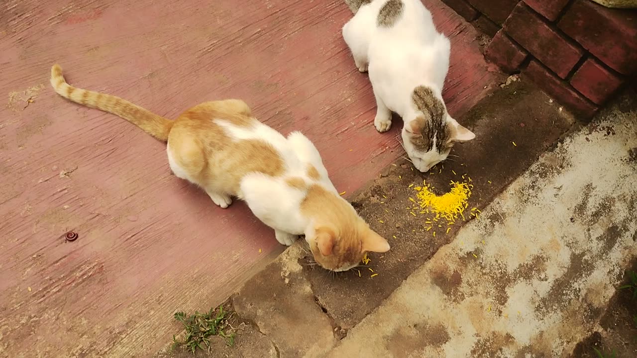 Cats relishing food . Satisfying to watch