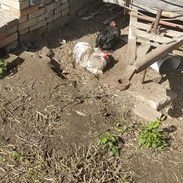 Cute chicken dry shower 🐔😋