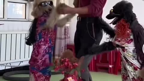 Dog dancing with owner #Shorts #230
