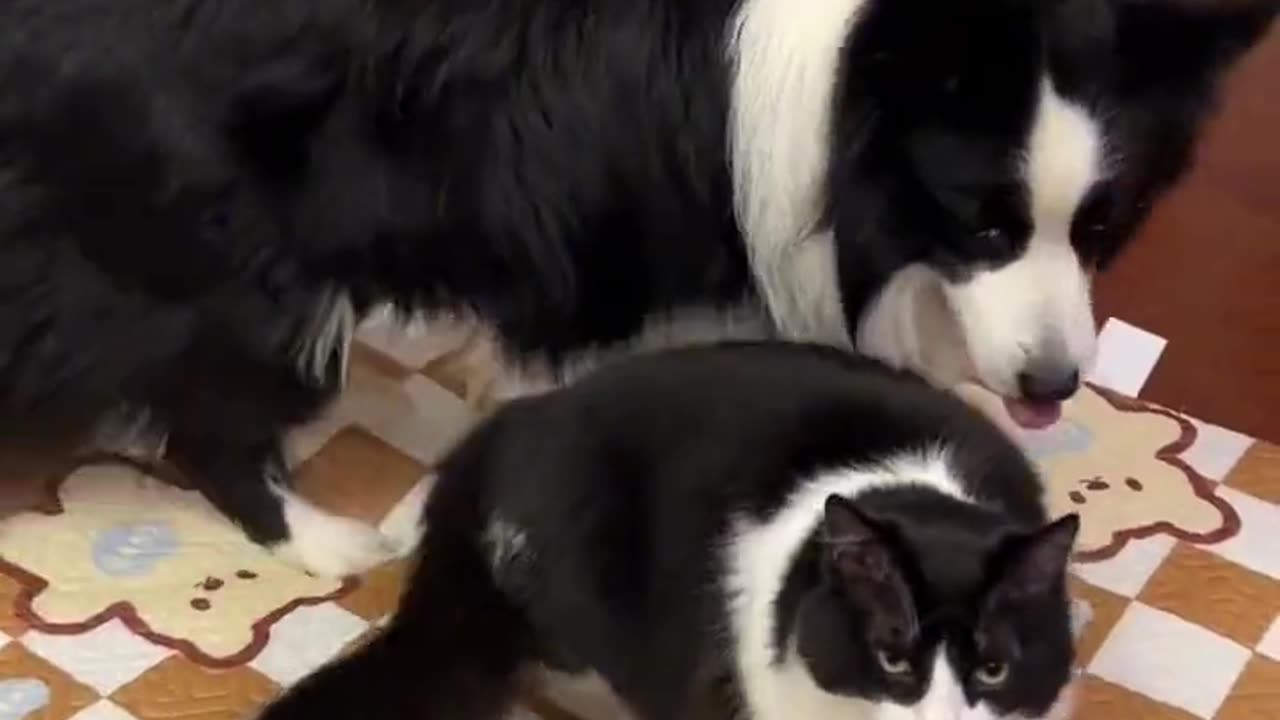 dog and cat that look like twins