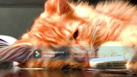 Baby Cats - Cute and Funny Cat Videos Compilation #60 | Aww Animals