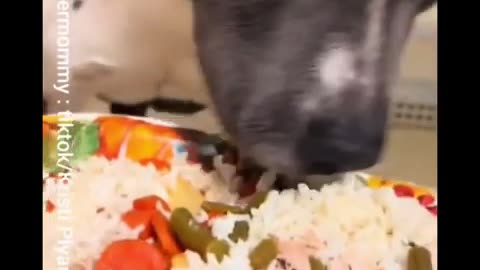 North Carolina Animal Shelter Served Thanksgiving Dinner to All Their Dogs and Cats