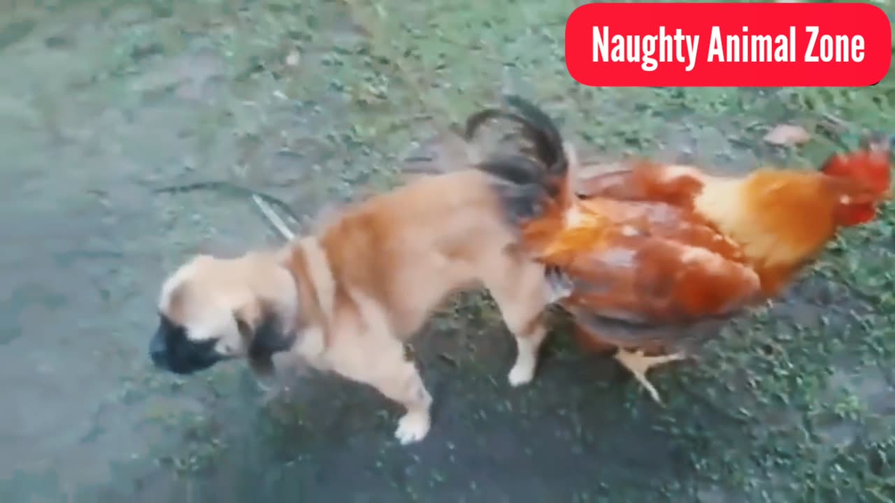 Cute and Naughty Puppy with poor Hen