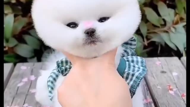 leung of pet is recommendedOfficer # pet career plan