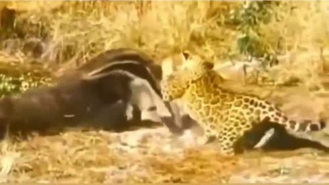 terrible anteater attacks jaguar