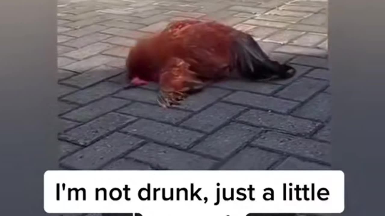 Drunker hen 🤣😂