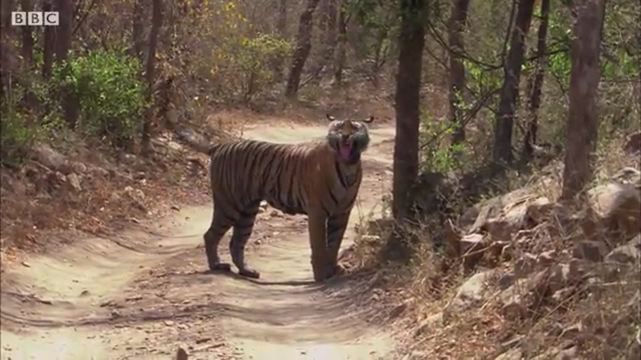 Tiger Grieves Her Dead Mate | BBC Earth