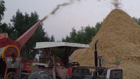 Rice Harvesting