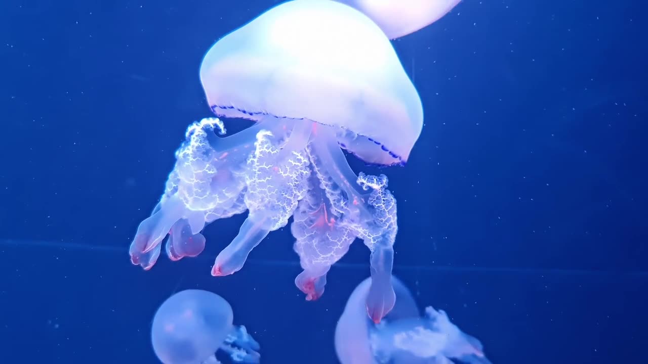 Creatures of the Deep