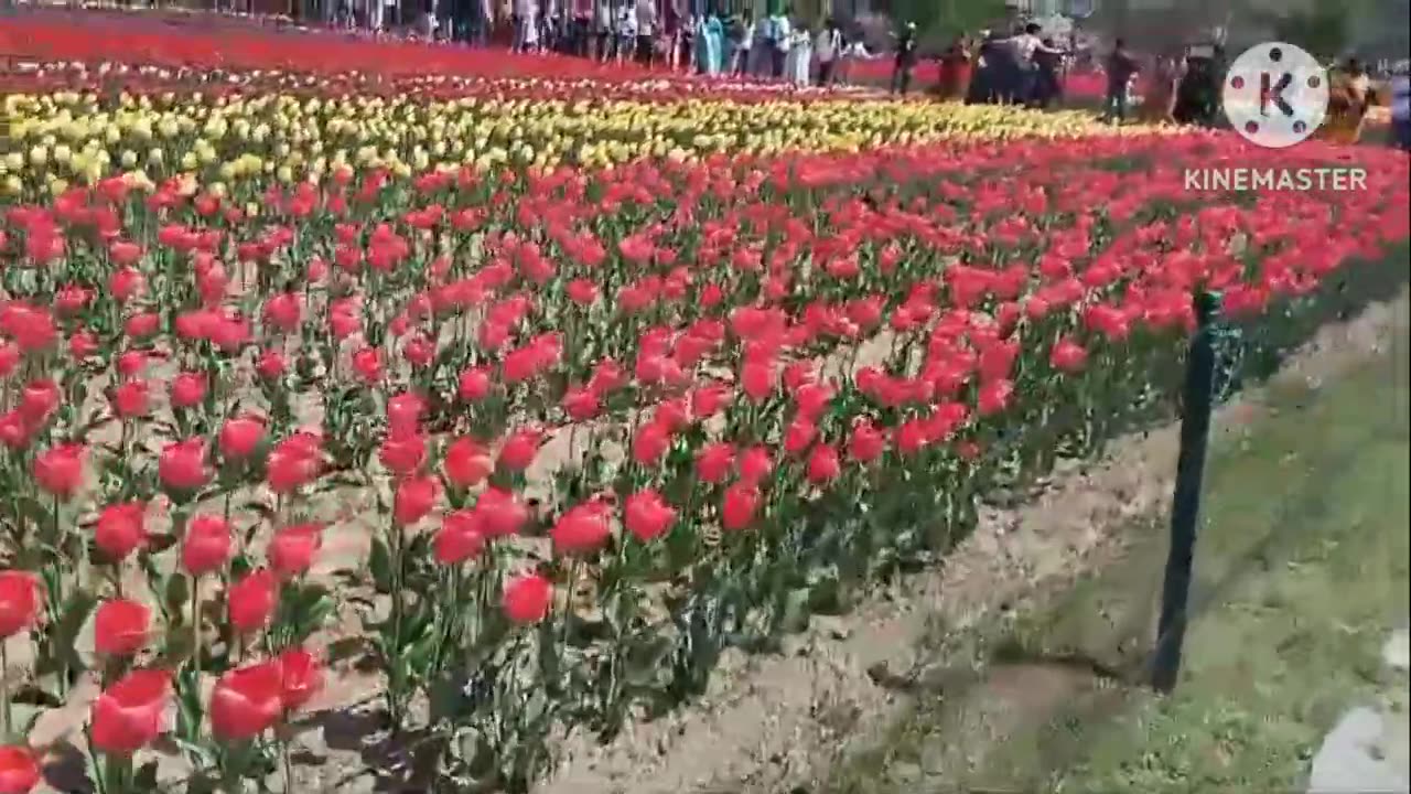 Asia 🌏 Biggest Tulip🌷 Garden, Kashmir India