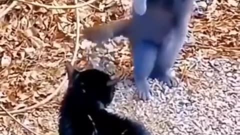 #funny #neiperte #funnyvideos #funnyreels #funnymemes #funnymoments #short #funnycats